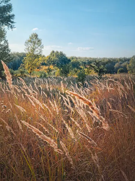 Autumn Season Nature Foxtail Reed Swaying Wind Picturesque Countryside View — Stock Photo, Image