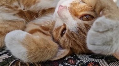 Sleepy orange kitten takes a nap indoors on the sofa. Little ginger cat sleeping tight in a cute position, covering muzzle with her paws