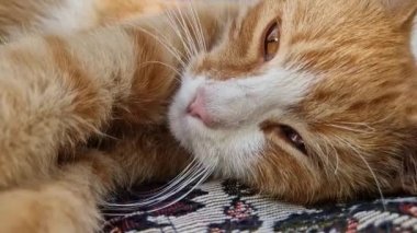 Uykulu turuncu kedinin esneme portresini yakından çek. Zencefilli kedi yavrusu rahat bir şekilde rahat rahat kanepede uyuyor.
