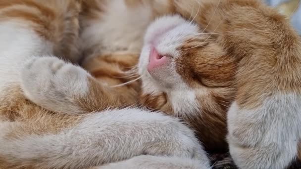 Κοιμισμένο Πορτοκαλί Γατάκι Παίρνει Έναν Υπνάκο Στον Καναπέ Μικρή Κοκκινομάλλα — Αρχείο Βίντεο