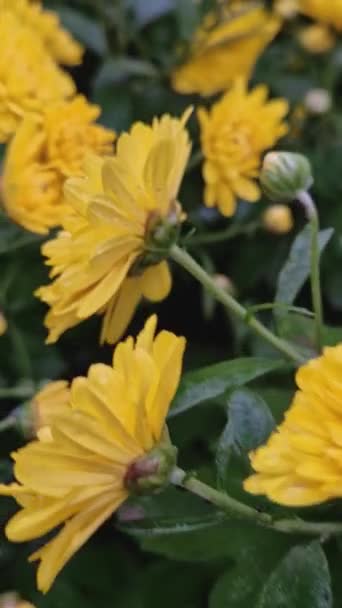 Närbild Gula Krysantemum Blommor Trädgården Efter Regn Täckt Med Dagg — Stockvideo