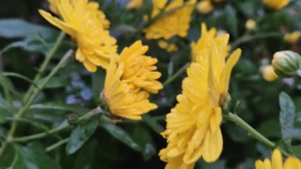 Close Gele Chrysant Bloemen Tuin Regen Bedekt Met Dauwdruppels Bloemblaadjes — Stockvideo