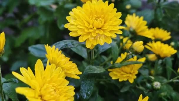 Zbliżenie Żółte Chryzantemy Kwiaty Ogrodzie Deszczu Pokryte Krople Rosy Płatkach — Wideo stockowe