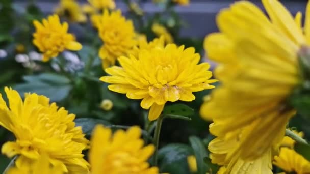 Крупный План Желтый Хризантема Цветы Саду После Дождя Покрыты Капли — стоковое видео