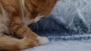 Uykulu turuncu kedinin esneme portresini yakından çek. Zencefilli kedi yavrusu rahat bir şekilde rahat rahat kanepede uyuyor.