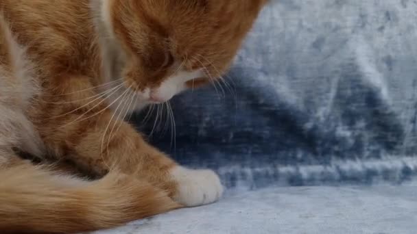 Κοντινό Πορτρέτο Της Κοιμισμένης Πορτοκαλί Γάτας Που Χασμουριέται Τζίντζερ Γατάκι — Αρχείο Βίντεο
