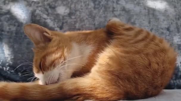 Πορτρέτο Του Χαριτωμένο Πορτοκαλί Γάτα Πλύσιμο Και Τον Καθαρισμό Γούνα — Αρχείο Βίντεο