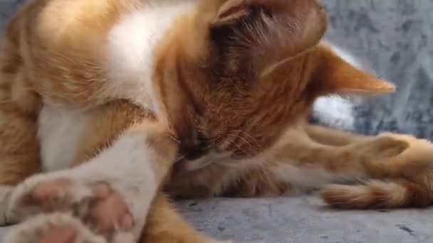 Κοντινό Πορτρέτο Του Χαριτωμένο Πορτοκαλί Γάτα Πλύσιμο Και Τον Καθαρισμό — Αρχείο Βίντεο