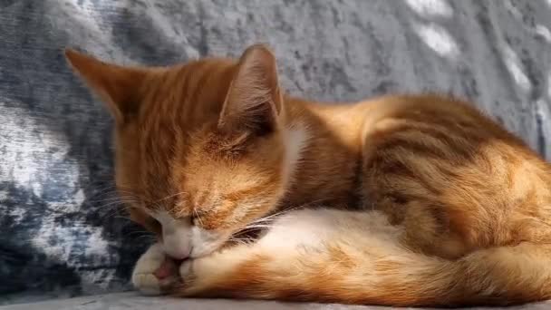 Κοιμισμένη Πορτοκαλί Γάτα Πλένει Και Καθαρίζει Γούνα Της Τζίντζερ Γατάκι — Αρχείο Βίντεο