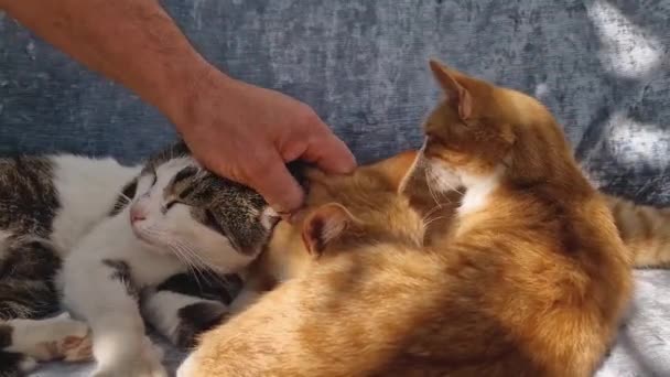 Proprietário Acariciando Seus Três Gatos Descansando Sofá Relaxado Gatinhos Bonitos — Vídeo de Stock