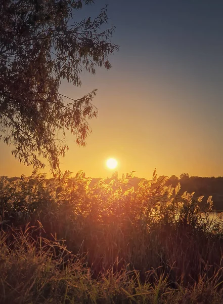 Seară Tăcută Lângă Iaz Soarele Apus Peste Vegetația Stuf Scenă Fotografie de stoc