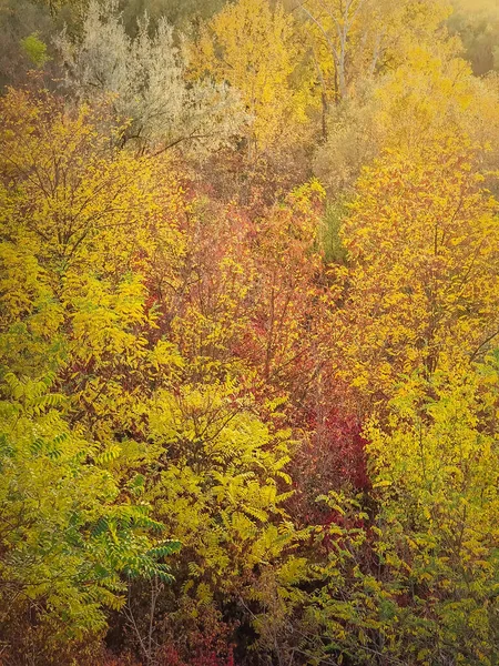 Barevné Podzimní Stromy Pozadí Podzimní Příroda Detaily Krásné Pestrobarevné Listy — Stock fotografie