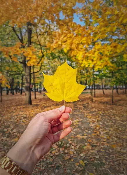 Femeia Aproape Mână Parc Ținând Frunză Arțar Galben Fundal Autumnal fotografii de stoc fără drepturi de autor