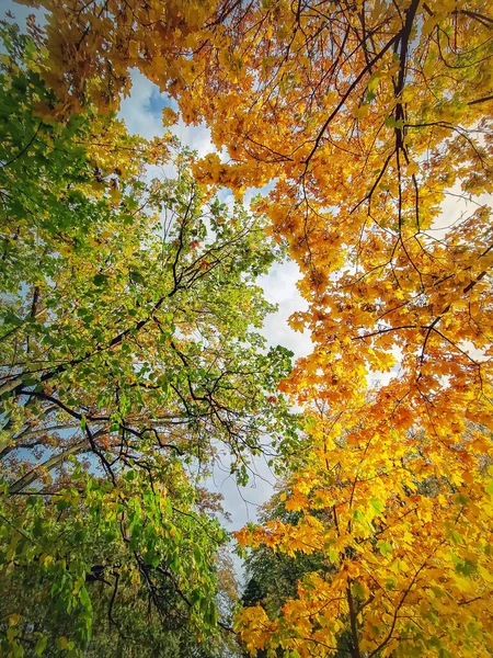 Ein Blick Hinauf Den Bunten Herbstbäumen Natürliche Mehrfarbige Laubstruktur Herbst Stockbild