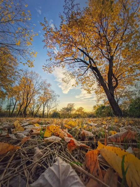 Herbstliche Landschaft Mit Bunten Bäumen Und Gelben Blättern Die Auf lizenzfreie Stockbilder