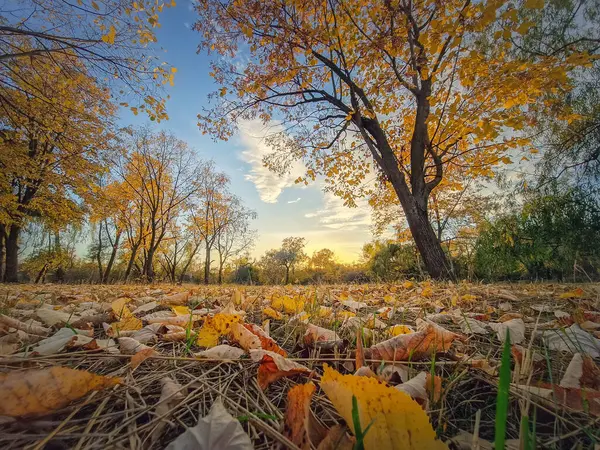 Herbstliche Landschaft Mit Bunten Bäumen Und Gelbem Laub Auf Dem Stockbild