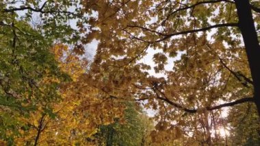 Renkli sonbahar ağacı dokusu. Sonbahar mevsimi doğa detayları, çok renkli yapraklar.