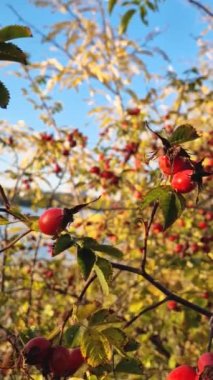 Yaban mersinleri çalılıklarda yetişiyor. Çalı dallarında olgunlaşmış gül kalçaları, kırmızı ve sağlıklı sonbahar biyolojik meyveleri. Rosa kanina bitkisi, sonbahar hasadı