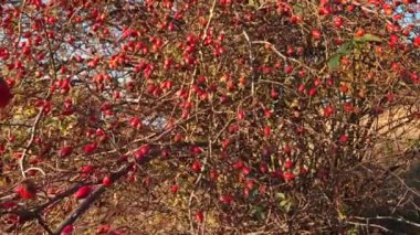 Yaban mersinleri çalılıklarda yetişiyor. Çalı dallarında olgunlaşmış gül kalçaları, kırmızı ve sağlıklı sonbahar biyolojik meyveleri. Rosa kanina bitkisi, sonbahar hasadı