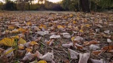Sonbahar mevsimi manzarası, renkli ağaçlar ve yerde sarı yapraklar. Sakin günbatımı manzarası, ormandaki Ekim manzarası.