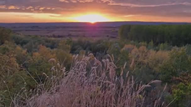 Vahşi Tilki Kuyruklu Kuru Bitkiler Rengarenk Sonbahar Sahnesinde Rüzgarda Sallanıyorlar — Stok video