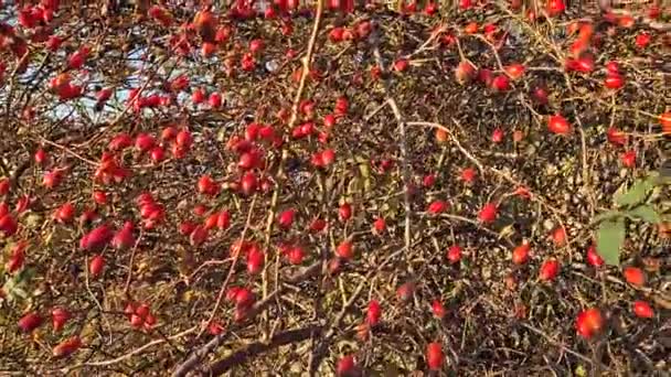 Άγριες Ρώγες Που Φυτρώνουν Θάμνους Ωρίμασαν Γοφοί Τριαντάφυλλου Κλαδιά Θάμνων — Αρχείο Βίντεο