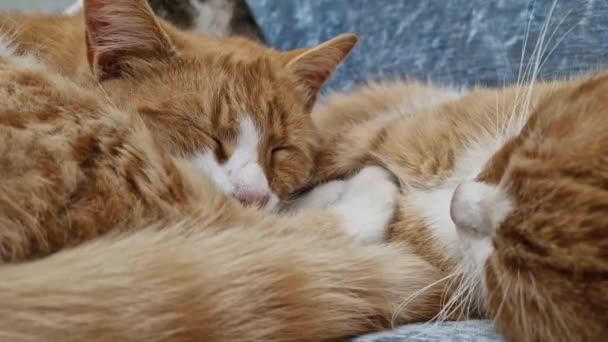 Two Sleepy Orange Kittens Playing Together While Lay Cozy Sofa — Stock Video