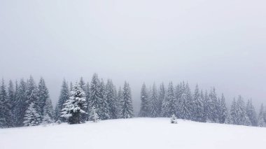 Bir köknar ormanının yanında kış kar yağışlı sahneler. Beyaz karla kaplı uzun ağaçlar