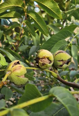 Bahçedeki ağaç dalında yetişen çatlak kabuklu olgun cevizler. Taze ve biyolojik Yunan fındıkları, mevsimlik hasatlar