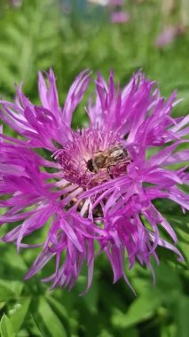 Canlı İran çiçek çiçeğinin üzerinde polen toplayan meşgul arılara yakın çekim. Psephellus anlaşma çiçeği, kendine özgü mor yaprakları ve beyaz merkezi ile yeşil bahçeye karşı duruyor.