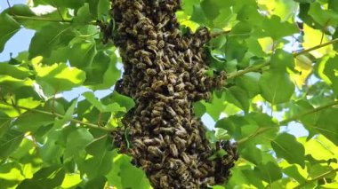 Yoğun bir bal arısı kümesi ağacın etrafında toplanır. Kalabalık bir sürü bal arısı ailesi vızıldayan vahşi bir koloni gibi dallara yapışmış canlı bir kütle oluşturuyorlar.