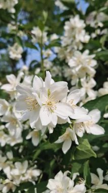 Yoğun Sahte Portakal çiçekleri, mis kokulu sarı pullu narin beyaz çiçekler. Bereketli yeşil yapraklar çiçek bolluğu arasında karışır.