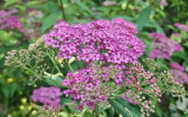 Spiraea japonica 'nın (Japon Spirea) küçük, narin, pembe-mor çiçek kümesi yemyeşil yaprakların arasında çiçek açar.