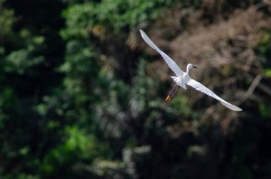 Flying White Egret above the Lake of Maninjau (West Sumatra - Indonesia)