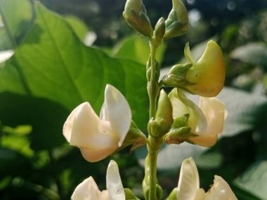 Renkli yaz çiçekleri. Çiçekli feniks ve kadife çiçekleri. Şehir koşullarında parlak yaz çiçekleri manzarası.
