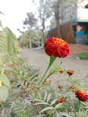 Renkli yaz çiçekleri. Çiçekli feniks ve kadife çiçekleri. Şehir koşullarında parlak yaz çiçekleri manzarası.