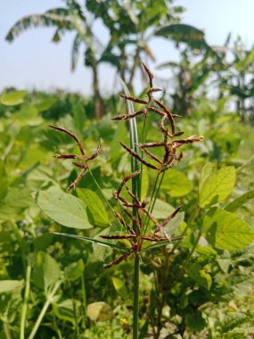 Renkli yaz çiçekleri. Çiçekli feniks ve kadife çiçekleri. Şehir koşullarında parlak yaz çiçekleri manzarası.