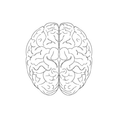 Çizim çizgisi vuruşu beyaz arka planda beyin çizimi