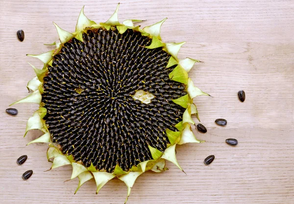 a sunflower flower with a seed, and several seeds next to it on a wooden background. the middle of a sunflower with seeds
