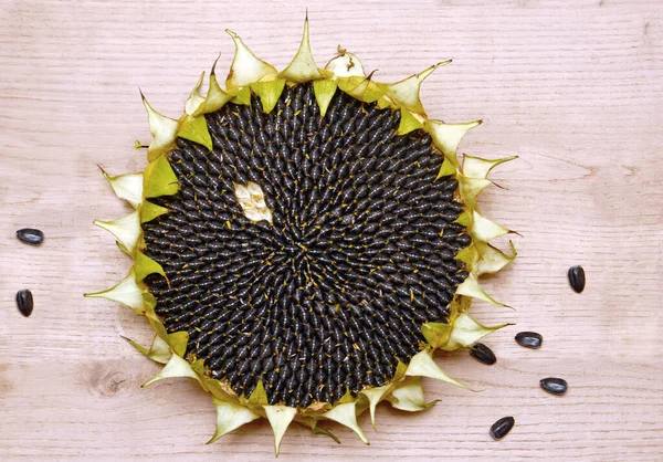 a sunflower flower with a seed, and several seeds next to it on a wooden background. the middle of a sunflower with seeds