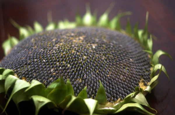 sunflower flower with seeds, sunflower center with seeds,sunflower seeds on a disk