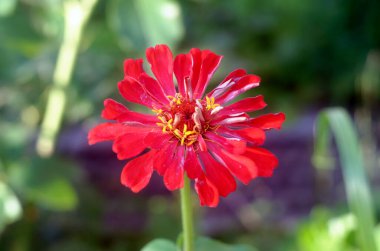 Zinnia çiçeği, yakın plan kırmızı çiçek. Doğal koşullarda çiçek açan zinya, yakın plan zinya, çiçekler. 