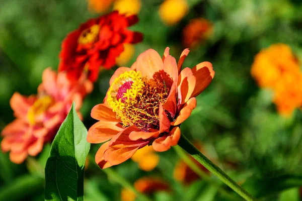 Blooming zinnia in natural conditions, zinnia close-up, flowers