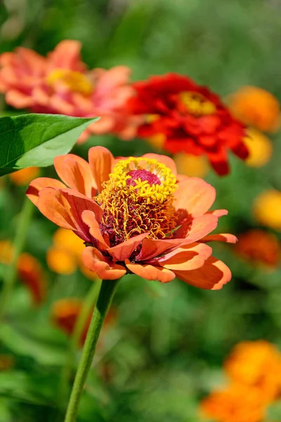 Zinnia Floreciente Condiciones Naturales Zinnia Primer Plano Flores —  Fotos de Stock