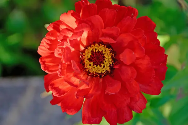 ジンニアの花 赤い花のクローズアップ 自然条件下でのZinniaの開花 Zinniaのクローズアップ — ストック写真