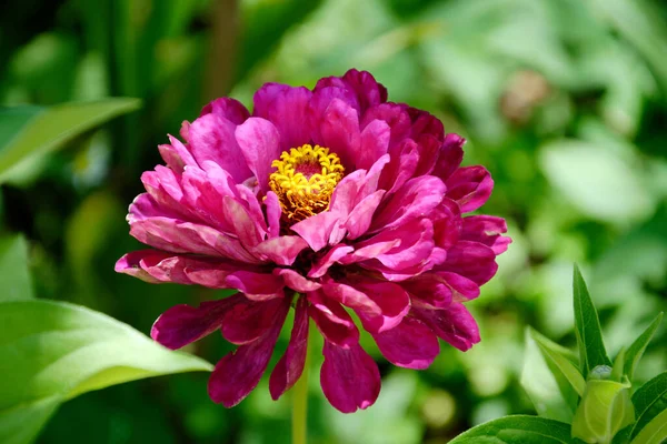 Zinnia Floreciente Condiciones Naturales Flor Púrpura Cerca Zinnia —  Fotos de Stock
