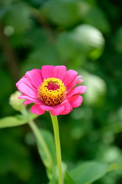 stock image Blooming zinnia in natural conditions,  purple flower close-up, zinnia