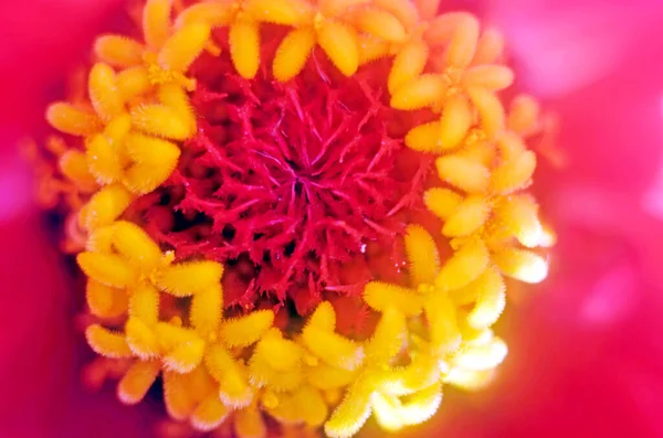 Bir Zinya Çiçeğinin Merkezi Yakın Plan Bir Çiçeğin Merkezi — Stok fotoğraf
