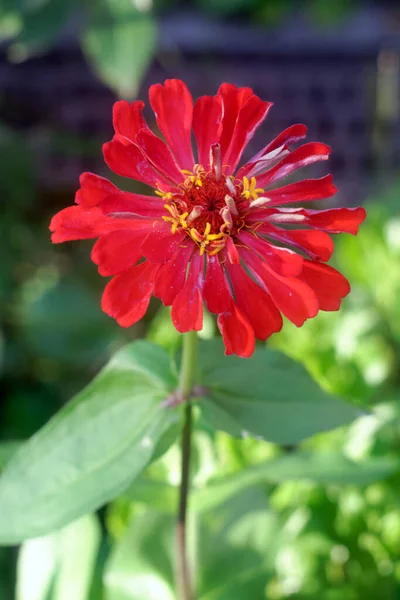 Zinnia Virág Vörös Virág Közelkép Virágzó Zinnia Természetes Körülmények Között — Stock Fotó