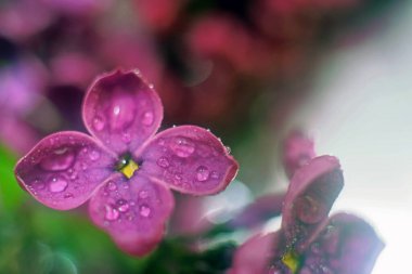 Çiyli leylak çiçeği yakından düşer. Çiçek açan leylak rengi..